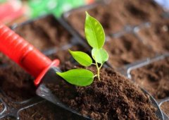 草莓视频APP黄色下载养分快速测定仪指导合理施肥